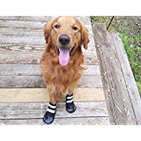 dog boots set